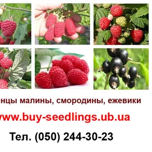 Саженцы малины,  смородины и ежевики продажа оптом по Украине