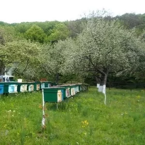 Карпатские пчеломатки