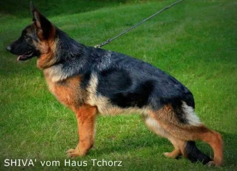 Питомник немецкой овчарки «ABIDOS»(FCI), продает высокопородных щенков. 2