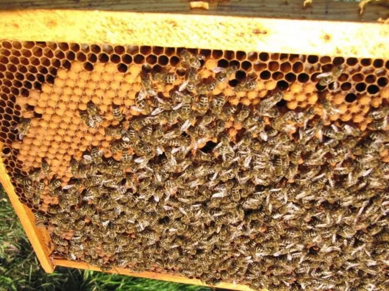 Карпатские пчеломатки 3