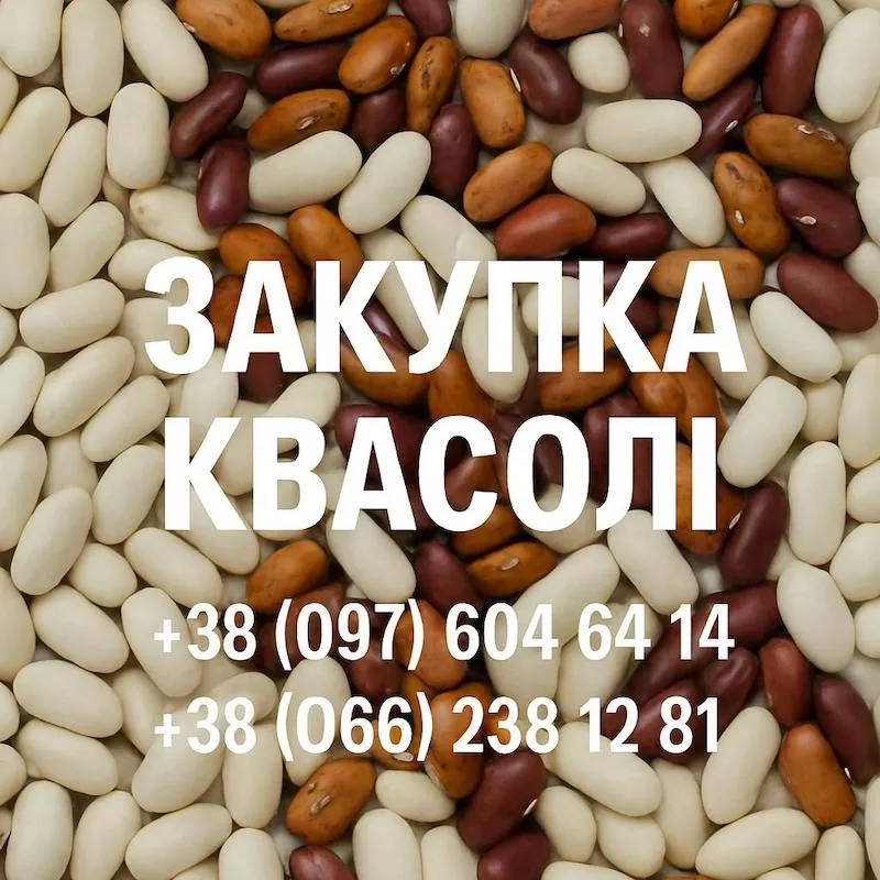 Закупівля квасолі оптовими партіями