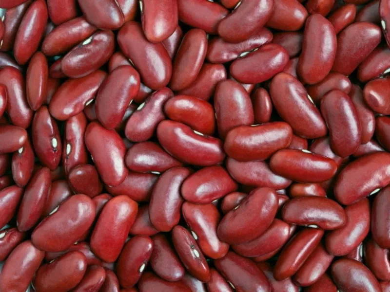 Продаж сортової квасолі гуртовими партіями
